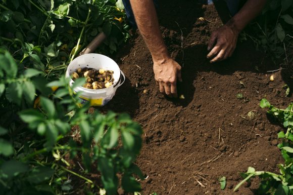A farmer checking on his potatoes in the field.