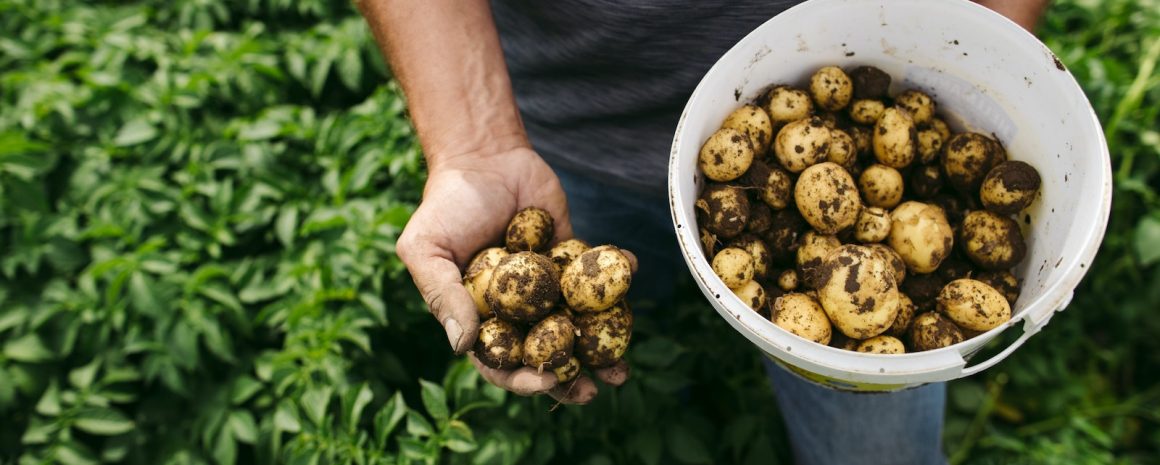 A farmer holding freshly harvested potatoes with extra in a bucket nearby.