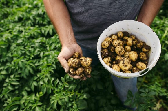 A farmer holding freshly harvested potatoes with extra in a bucket nearby.