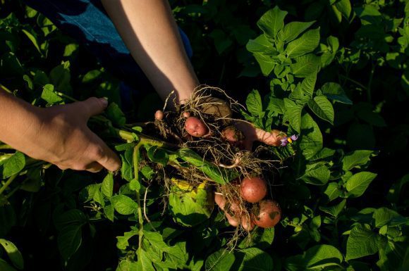 Farmer pulling out some beautiful little potatoes.