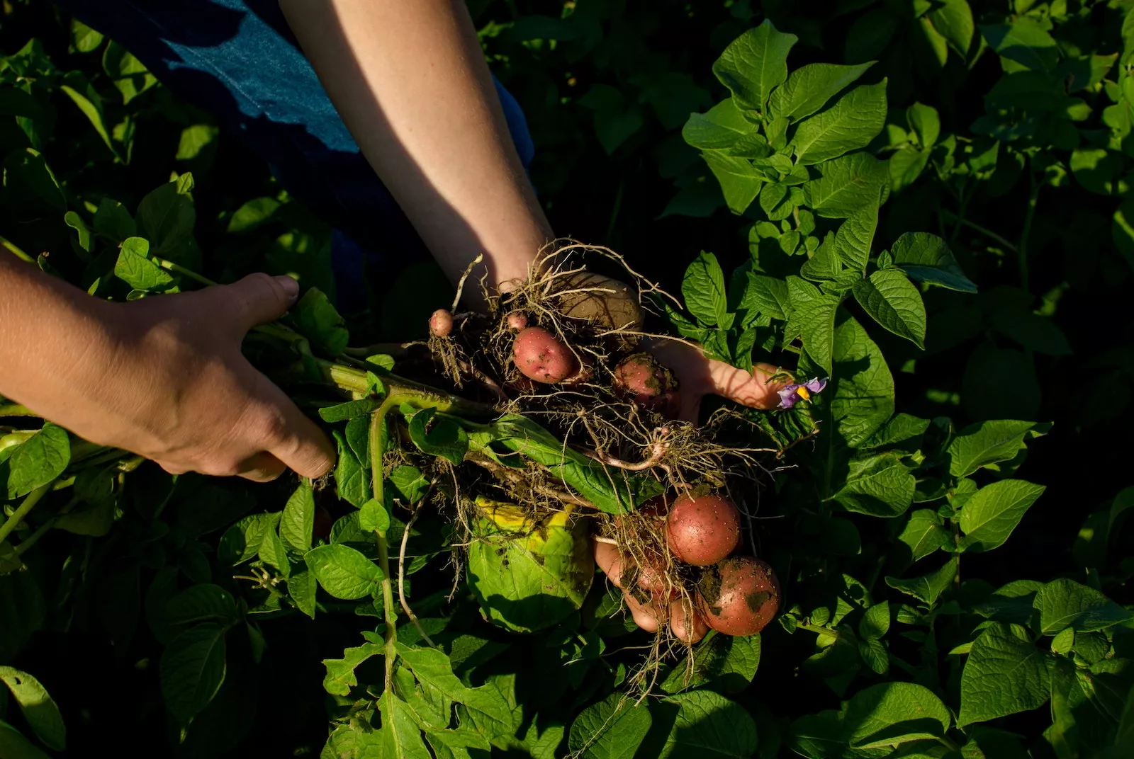 Farmer pulling out some beautiful little potatoes.