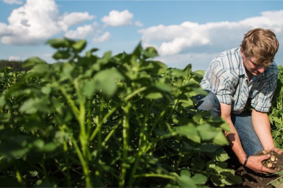 Checking on the crops.