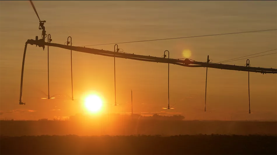 A center pivot watering our crops of little potatoes at sunset.