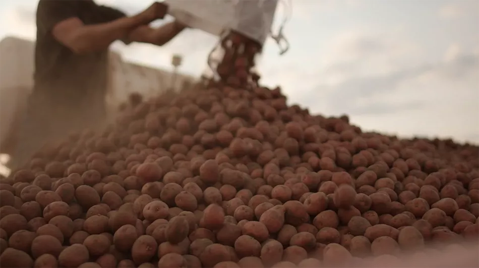 One of our farmers harvesting our potatoes and unloading them into a big pile.