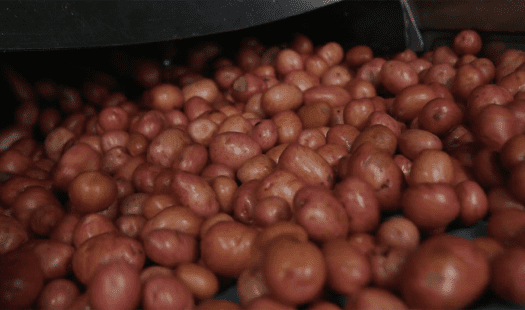Little potatoes about to be washed at our facilities.