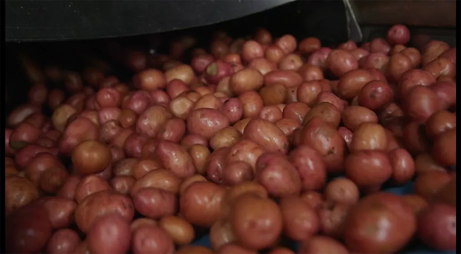 Little potatoes about to be washed at our facilities.