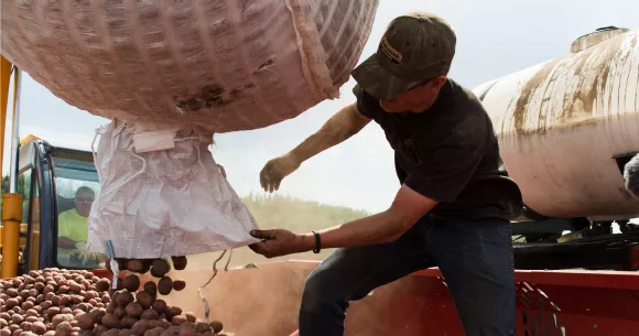 One of our farmers harvesting potatoes.