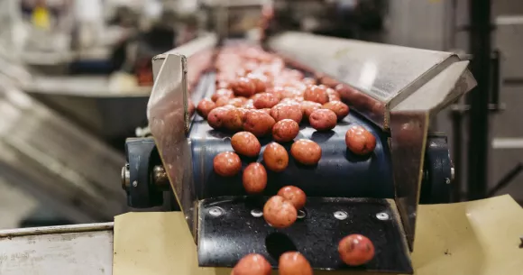 Sustainability_At Headquarters Freshly washed little potatoes on a conveyer belt.