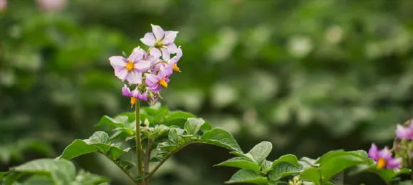 A beautiful little potato blossom in the field.