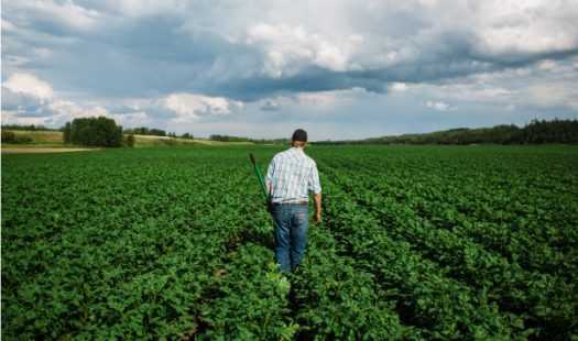 A farmer walking his field.