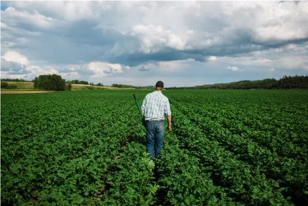 A farmer walking his field.