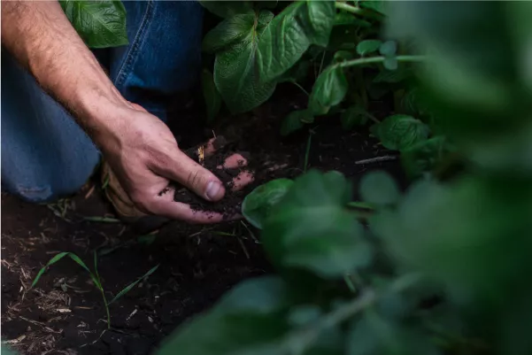 A farmer's hand checking on the crops that are keeping the soil protected.