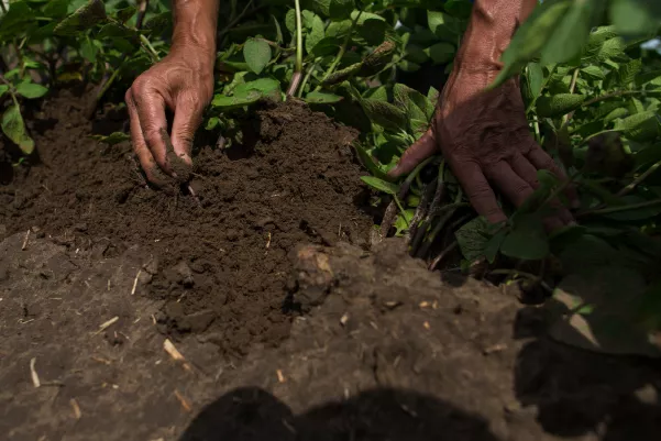 A farmer checking the soil.