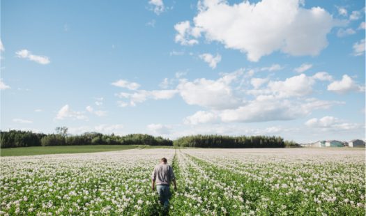 A farmer walking a field of little potato blossoms.