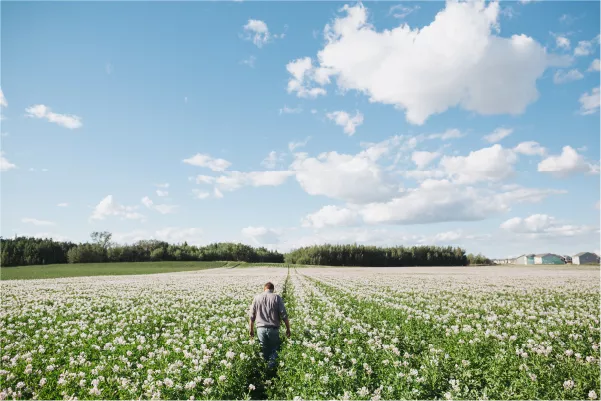 A farmer walking a field of little potato blossoms.