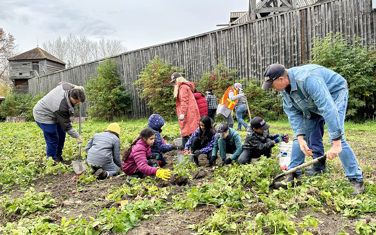 A group of kids planting and harvesting a row of potatoes.