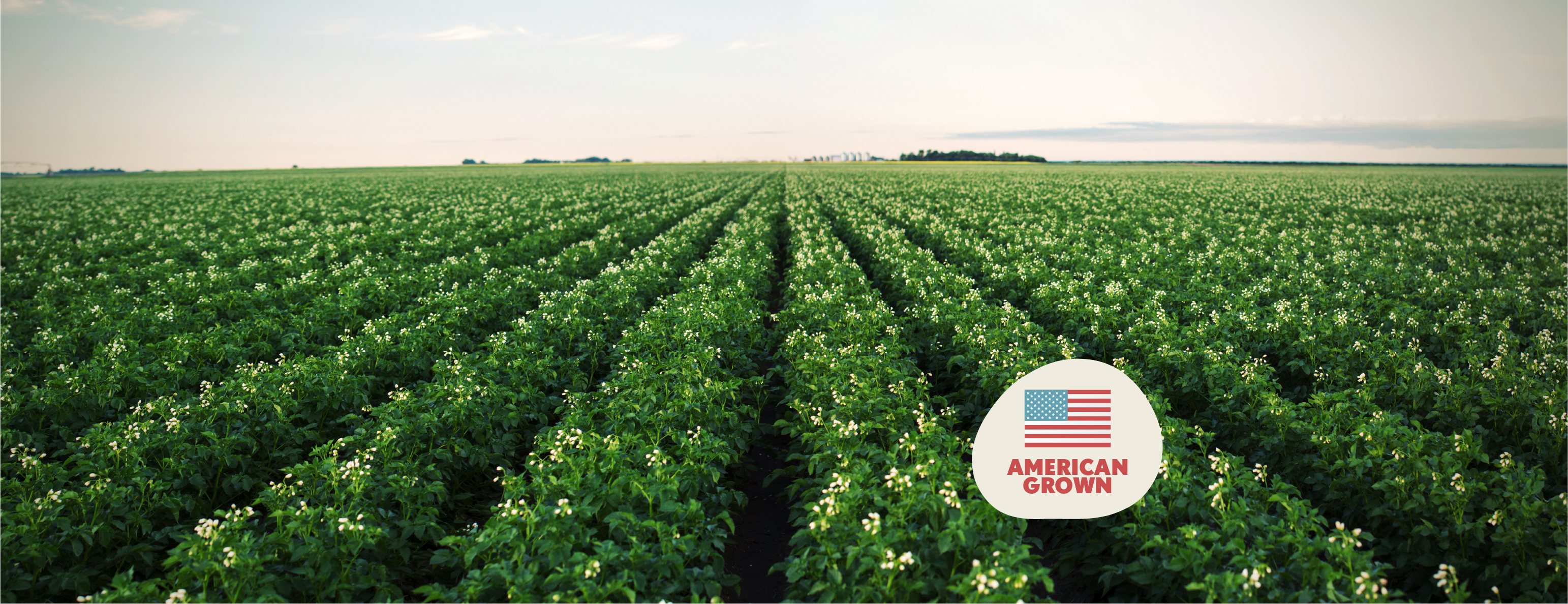 A field of potato blossoms with a sticker reading 'American Grown'