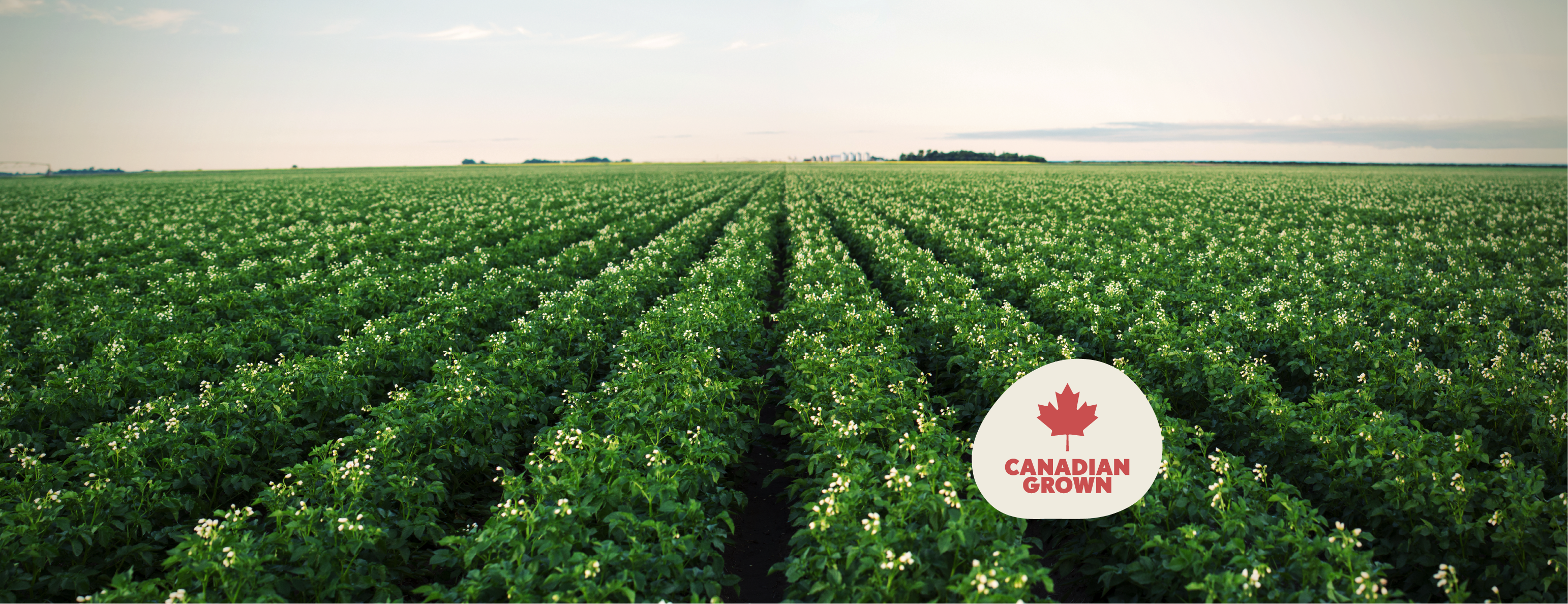 A potato field with blossoms and a sticker with 'Canadian Grown' written on it.